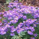 Symphyotrichum dumosum Blomma