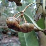 Tapeinosperma deroinii