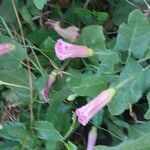 Rhagadiolus stellatus Flower