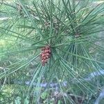 Pinus bungeana Лист