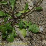 Hornungia procumbens Blatt