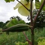 Abelmoschus esculentus Frucht