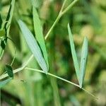 Lathyrus palustris Φύλλο