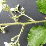 Rubus leightonii Flower