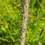 Phleum pratense Λουλούδι