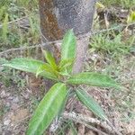 Justicia gendarussa Лист