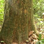 Irvingia excelsa چھال