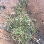 Campylanthus salsoloides Hoja