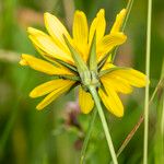 Tragopogon orientalis Flower