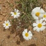 Melampodium leucanthum Blomma