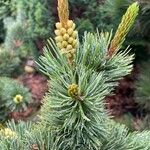 Pinus aristata Цвят
