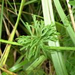 Malva moschata ഇല