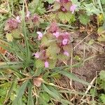 Lamium purpureum 葉