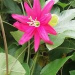 Passiflora manicata Kvet