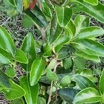 Viburnum odoratissimum Alkat (teljes növény)