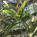 Acacia heterophylla Ostatní