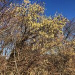 Corylus avellana Celota