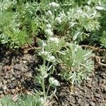 Artemisia pedemontana Flor