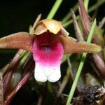 Maxillaria sanguinea Çiçek