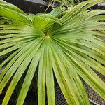 Washingtonia filifera Лист