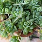 Graptopetalum macdougallii Leaf