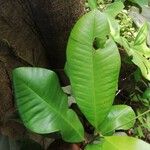 Manilkara obovata पत्ता