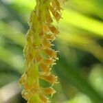 Oberonia disticha Çiçek