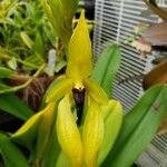 Bulbophyllum amplebracteatum Flower