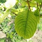 Mussaenda erythrophylla Leaf