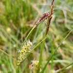 Carex hirta Fleur