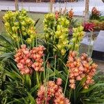 Cymbidium devonianum Цветок