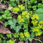 Chrysosplenium oppositifolium Blad