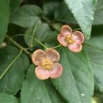 Euonymus verrucosus Květ