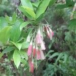 Vaccinium cylindraceum Flor