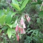 Vaccinium cylindraceum Flower