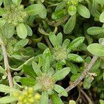 Alyssum montanum Lehti