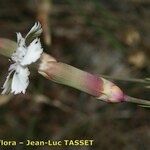 Dianthus arrostoi Blüte