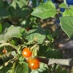 Solanum villosum Frukt