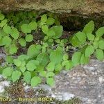 Parietaria lusitanica Habit