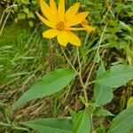 Helianthus divaricatus Hoja