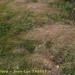 Stipella parviflora 形態