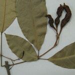 Capparidastrum frondosum Diğer