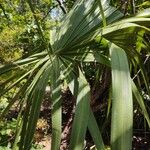 Sabal minor Leaf