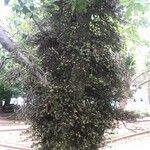 Ficus sur Плод