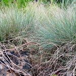Festuca valesiaca Folha