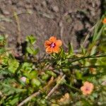 Lysimachia arvensisFlower