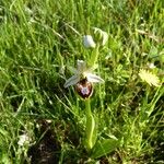 Ophrys × arachnitiformis Sonstige