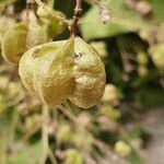 Kleinhovia hospita Fruit