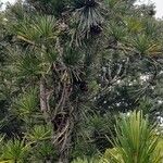 Sciadopitys verticillata Hábitos