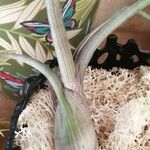 Tillandsia pseudobaileyi Hoja